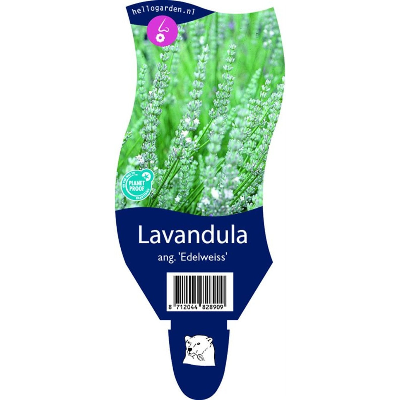 Lavendel – Lavandula angustifolia 'Edelweiss' - P11